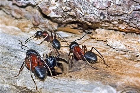 夢見很多螞蟻是什麼意思 原穴口訣